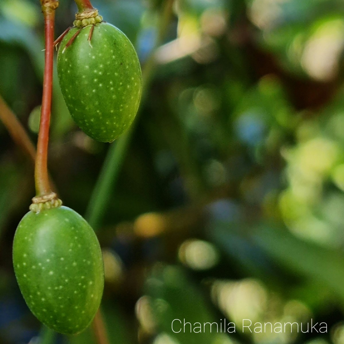 Elaeocarpus ceylanicus (Arn.) Mast..